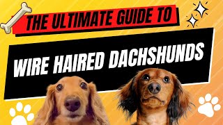 🐾 The Ultimate Guide to Wire Haired Dachshunds Characteristics Care and More 🐕 [upl. by Natsirk160]