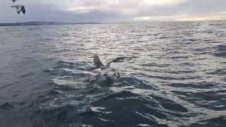 Feeding A Pacific Gull With A Live Slimy Mackerel [upl. by Gwenore]