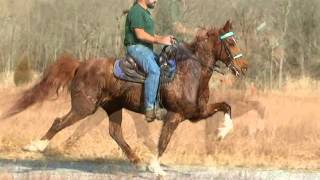 Speed Racking Standardbred Gelding A TOUCH TOO MUCH Dec 2012 [upl. by Alexander]