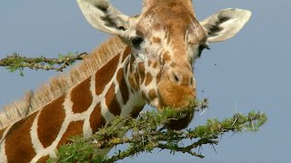 Ants Take on Giraffes  How Nature Works  BBC Earth [upl. by Michell]