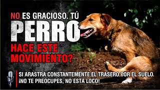 🎙️🐶 ¿Por qué mi perro arrastra el trasero Descubre las causas y soluciones al scooting [upl. by Nisior]