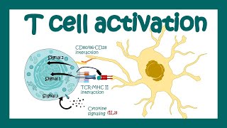 T cell activation  What are the 3 signals for T cell activation T cell differentiation Immunology [upl. by Neerihs]