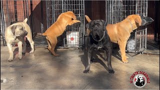 A inside Look of Authentic Boerboels [upl. by Lowry]