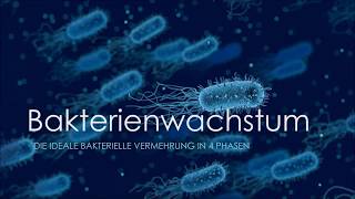 Bakterienwachstum  Die ideale bakterielle Vermehrung in 4 Phasen Biologie [upl. by Zoe480]