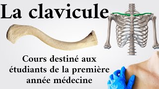 La clavicule  1 ère année médecine [upl. by Annaujat]