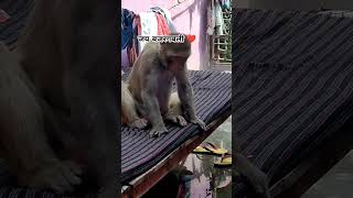 monkeycomedy funnyanimals comedy funny [upl. by Aziar]