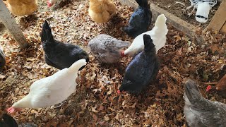 Winterizing chicken coop amp indoor run Part 11 [upl. by Hnad104]