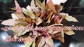 adukkala thottathile cheera krishiഅടുക്കള തോട്ടത്തിലെ ചീര കൃഷി [upl. by Addie]