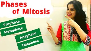 Mitosis ICSE Class 10 Biology  Phases of Mitosis with Diagram [upl. by Eula]