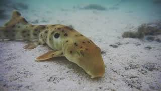 Encounter with an Epaulette Shark  Lady Elliot Island [upl. by Wickner]