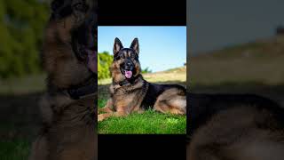 German shepard VS Rottweiler foryou viral dog [upl. by Marlette]