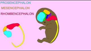 EMBRYONIC DEVELOPMENT THE BRAIN [upl. by Eanahs]