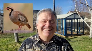 How To Raise Chukar Partridges [upl. by Gipps]