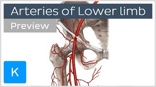 Overview of the lower limb arteries preview  Human Anatomy  Kenhub [upl. by Mackenzie848]