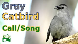 Gray Catbird Call  Song  Sound [upl. by Raddi]