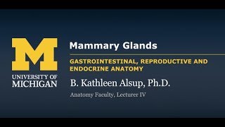 Reproductive System Mammary Glands [upl. by Doran]