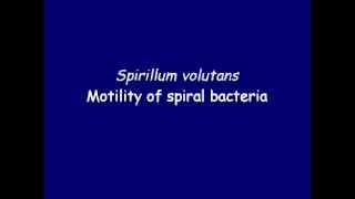 Bacteria motility  Spirillum volutans [upl. by Sirred76]