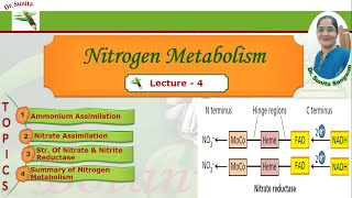 Nitrogen Assimilation [upl. by Ayenet317]