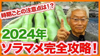 家庭菜園や農園で2024年のソラマメ栽培！ポイントはアブラムシ対策と脇芽の管理！ソラマメの品種や栽培スケジュール！ソラマメの育て方を徹底解説！【農園ライフ】 [upl. by Nylhtak]