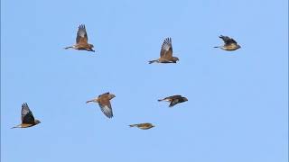 Des oiseaux La Linotte mélodieuse [upl. by Enelloc]