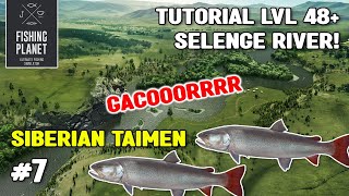 TUTORIAL MANCING SIBERIAN TAIMEN SELENGE RIVER LV 48  FISHING PLANET Bahasa [upl. by Dnalyag]