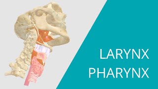 Larynx Pharynx  Interactive 3D Anatomy  Muscles that move the vocal cords [upl. by Hcirteid]