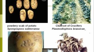 Lecture 12  Disease caused by Plasmodiophoromycetes  Dr Rana Samara [upl. by Eislehc]