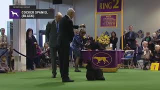 Spaniels Cocker Black  Breed Judging 2019 [upl. by Nim]