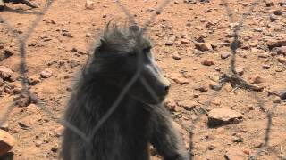 Girl Attacked by a Baboon [upl. by Nikolia]