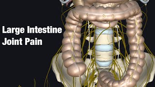 Relationship of low back pain cecum and sigmoid colon [upl. by Ybbob851]