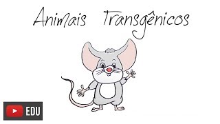 Como são feitos os animais transgênicos  InstanteBiotec 07 [upl. by Anitsuj680]