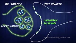 Toxicology of Acetylcholinesterase Inhibitors I  Neurotransmission [upl. by Leandra]