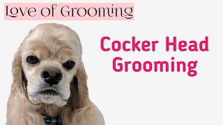 Grooming a Cocker Spaniels Head [upl. by Enilamme]