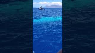 Wow Submarine Surfacing Maui Hawaii [upl. by Byrn]