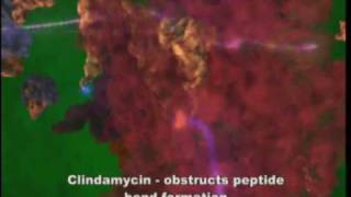 Antibiotics Targeting Ribosomes Prof Ada Yonath Nobel Prize in Chemistry 2009 [upl. by Adnorhs]