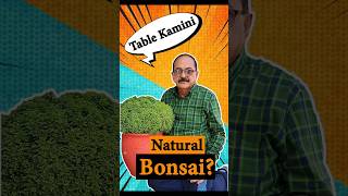 Table Kamini  A Natural Bonsai Tree plants bonsai [upl. by Elreath]