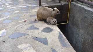 Hyrax and baby hyrax [upl. by Decker436]