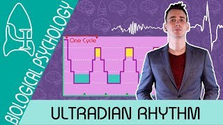 The Stages of Sleep Ultradian rhythm  Biological Psychology AQA ALevel [upl. by O'Hara]