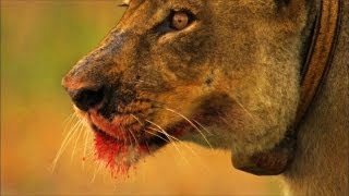 What It Takes to Rebuild a Lion Population [upl. by Trawets]