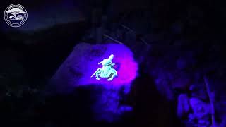 Highveld Lesser Thicktail Scorpion Uroplectes triangulifer fluorescing under UV light [upl. by Einaled618]