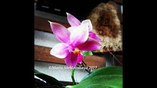 PHALAENOPSIS VIOLACEA  описание и основы ухода [upl. by Alleusnoc]