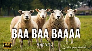 🐑 Sheep and Lambs Baaing Sounds  🕙 10 Hours  4K UHD  For Sleep Relax  Dog TV  Bonus Facts [upl. by Ahsihat]