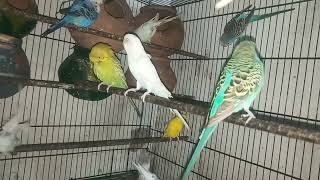 Australian parrot talking Budgies sounds [upl. by Bonnie]