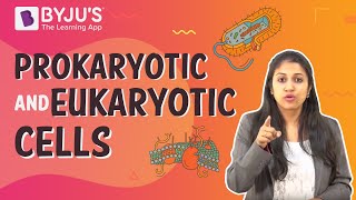 Prokaryotic cell Vs Eukaryotic cells Difference between prokaryotic and eukaryotic cell [upl. by Grissom446]