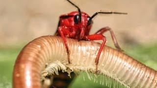 Assassin bug hunting a millipede [upl. by Yengac]