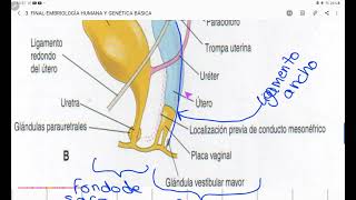 4 GENITALES EXTERNOS MASCULINOS Y FEMENINOS  CONDUCTO INGUINAL EMBRIOLOGÍA HUMANA [upl. by Kettie175]