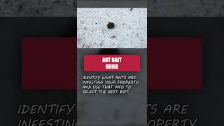 The Quick Guide to Ant Baits DIY ANT CONTROL [upl. by Imoyik582]