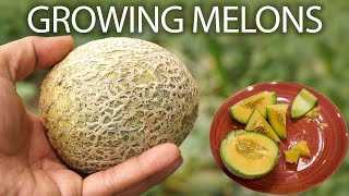 How to grow cantaloupe or musk melon or honeydew melons [upl. by Atinauq]