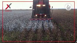 Picking Cotton With A 1961 International Harvester 314 Picker Mounted On An IH 504 Diesel Tractor [upl. by Edorej]