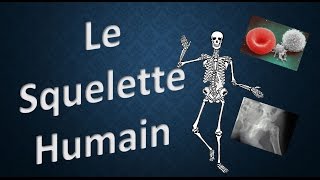 SQUELETTE HUMAIN  ExpliqueMOI [upl. by Anahahs]